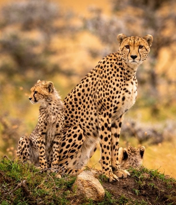 12 Tage Familien-Safari